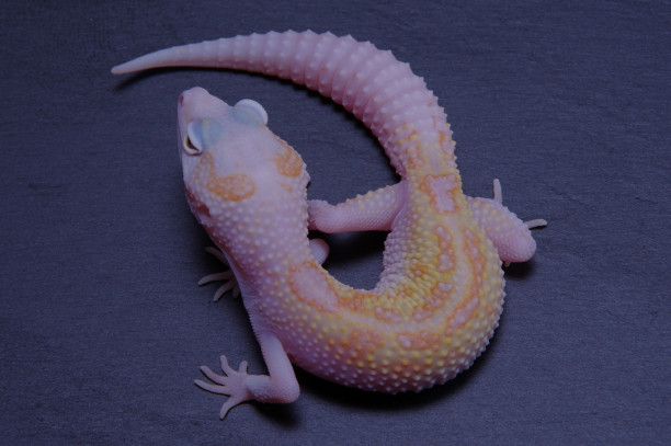 コンボモルフの呼称と定義 22年版 とっとこのレオパ覚え書き