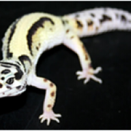 エニグマ W Y 異なる二つのシンドローム とっとこのレオパ覚え書き