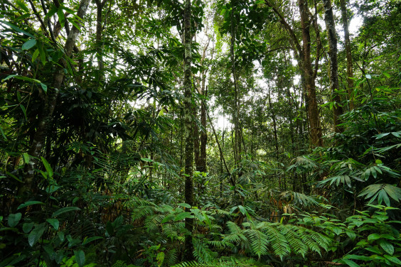 シンハラジャ森林保護区 スリランカ World Heritage Site