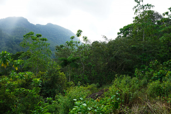 シンハラジャ森林保護区 スリランカ World Heritage Site