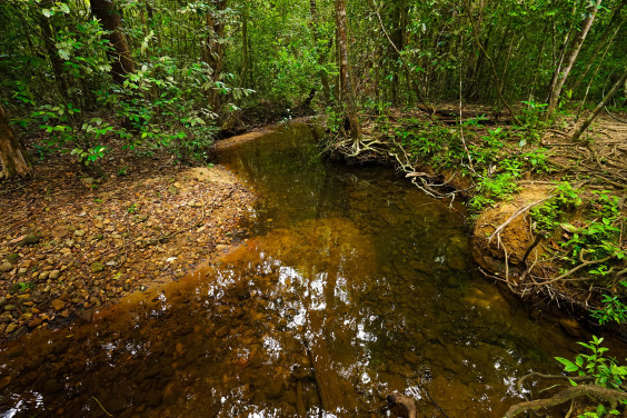 シンハラジャ森林保護区 スリランカ World Heritage Site