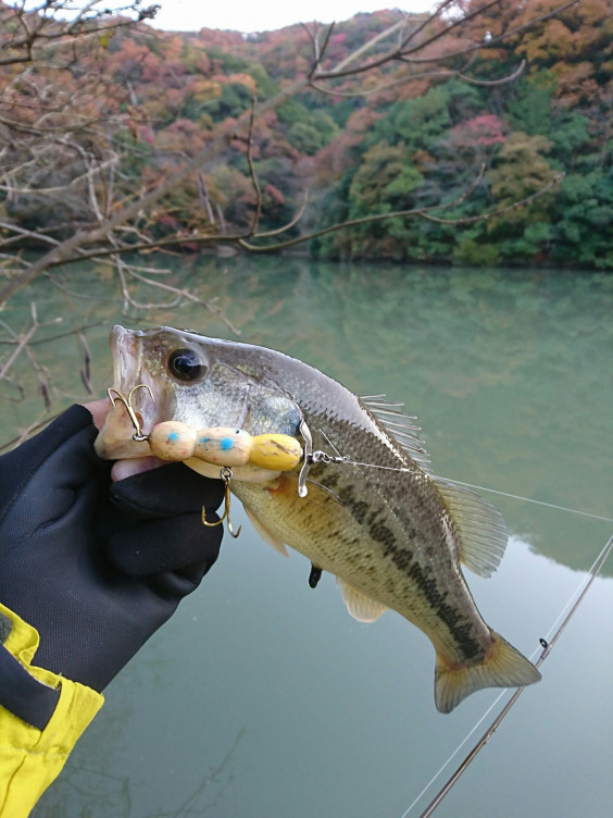 師走はトップでよく釣れる ルアーストラップでget 108匹目 109匹目 Fuchulures フチュウルアーズ