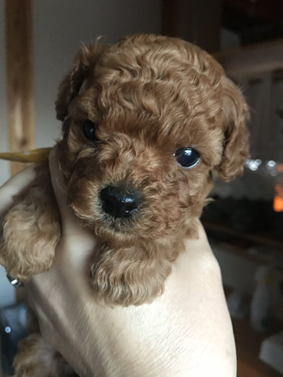 生後30日目 トイプードル マルチーズ マルプーの出産販売情報