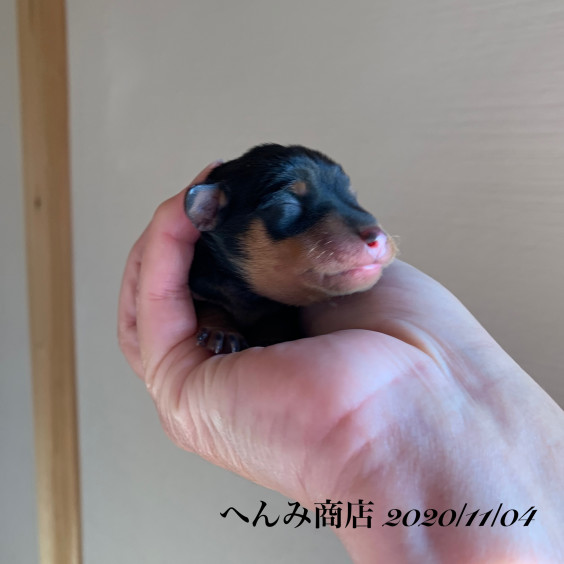 ミニピン記録1 トイプードル マルチーズ マルプーの出産販売情報 ミニピン記録1 トイプードル マルチーズ マルプーの出産販売情報