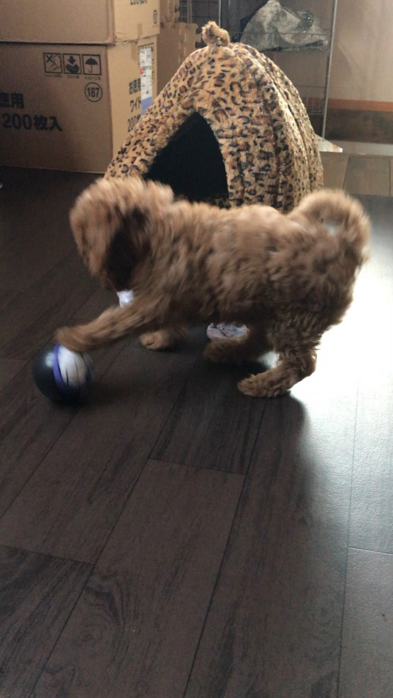 トイプードル新しいご家族様募集 可愛い子犬がいます