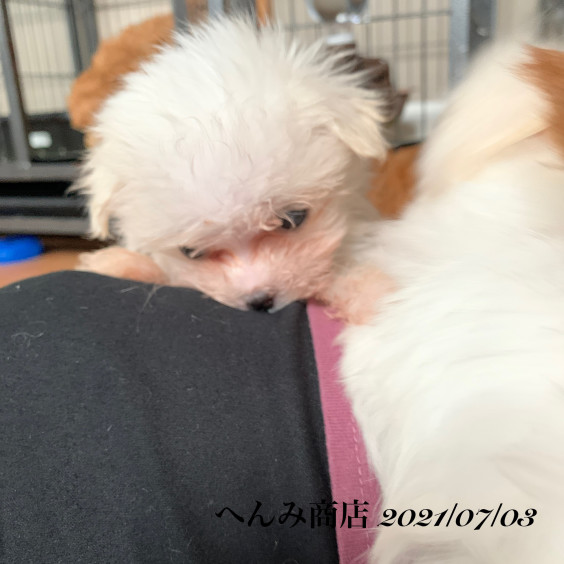 ティーカップマルチーズ トイプードル マルチーズ マルプーの出産販売情報