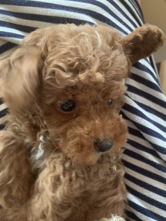 トイプードル記録 トイプードル マルチーズ マルプーの出産販売情報