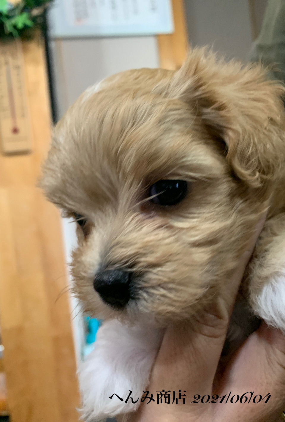 マルプー記録33 トイプードル マルチーズ マルプーの出産 お譲りまで