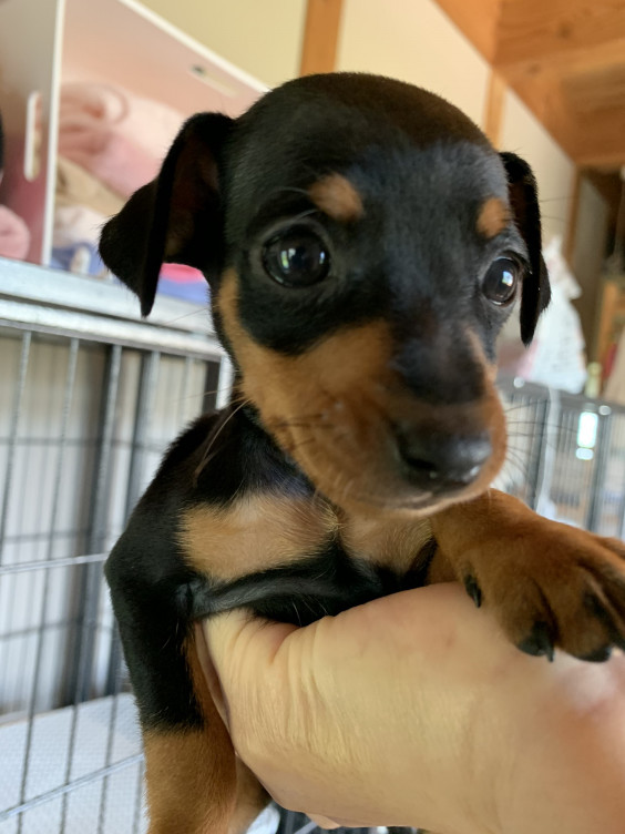 ミニピン記録 可愛い子犬がいます