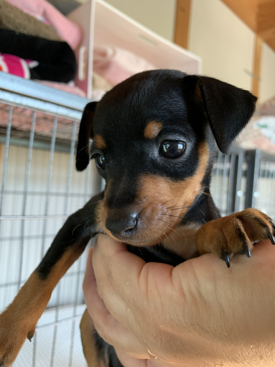 ミニピン 記録 可愛い子犬がいます