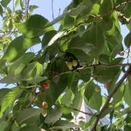 Sss Dance Team発表会 Dance School Jive Website ダンススクール ジャイブ