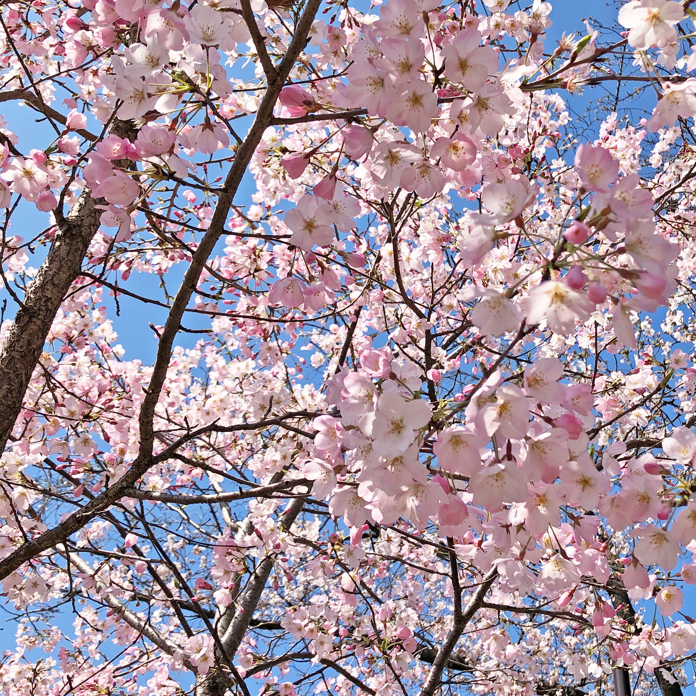 ハワイアンキルト制作動画 アップリケ編とキルティング編 ヤシの木のクッションカバー はなりま工房