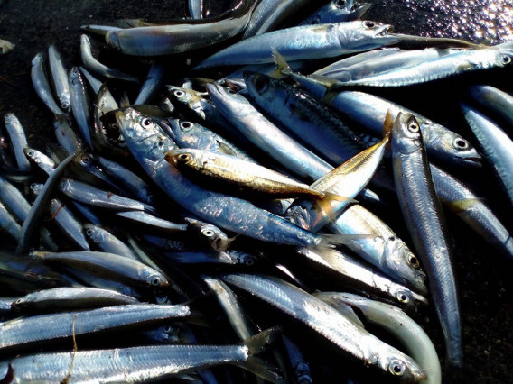 10月の魚 チカ 利尻富士町地域おこし協力隊 10月の魚 チカ 利尻富士町地域おこし協力隊
