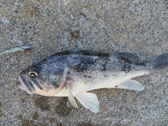 8月の魚 ソイ 利尻富士町地域おこし協力隊