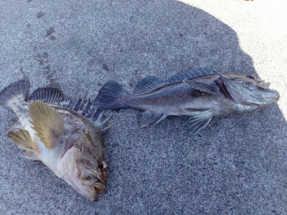 8月の魚 ソイ 利尻富士町地域おこし協力隊