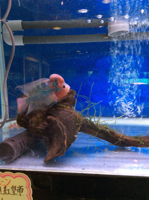 フラワーホーン 大頭紅皇帝 | 志賀水族館