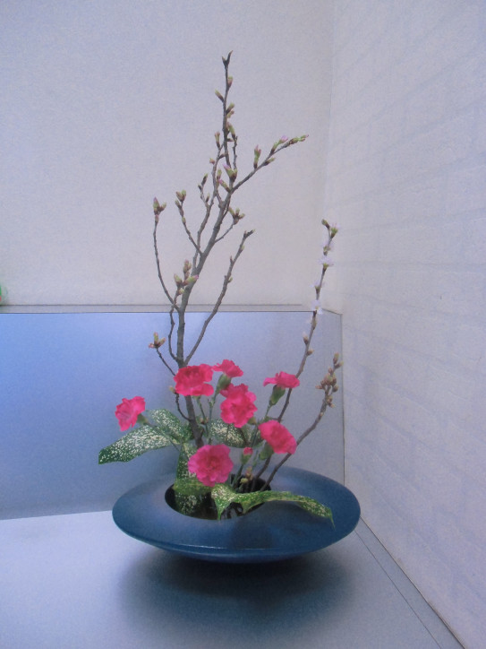 桜 山形の啓扇桜 池坊 新田いけばな教室