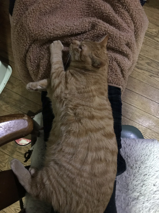 膝の上でゴロゴロ 毎日ねこ 膝の上でゴロゴロ 毎日ねこ