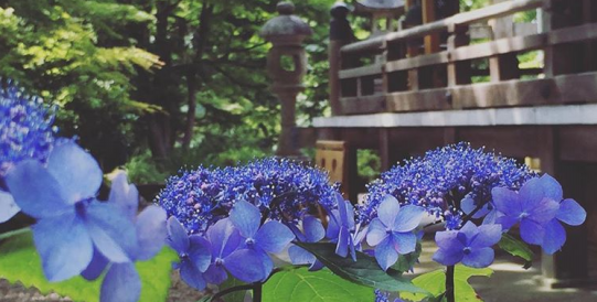 京都 梅雨の絶景 5000本のアジサイが咲き誇る柳谷観音 Sense Nagaokakyo 長岡京市のサブサイト