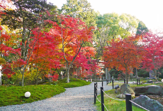 京都 長岡京の紅葉情報 ライトアップも 楊谷寺 長岡天満宮 Sense Nagaokakyo 長岡京市のサブサイト