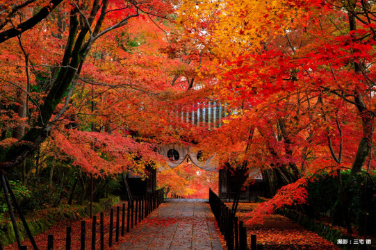 嵐山 長岡京市の紅葉 紅葉の名所から穴場まで 阪急沿線で行く紅葉の旅をご紹介 Sense Nagaokakyo 長岡京市のサブサイト