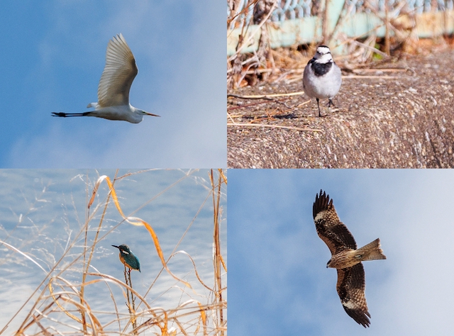 長岡京の駅近スポットでバードウォッチング入門！22種類の野鳥発見