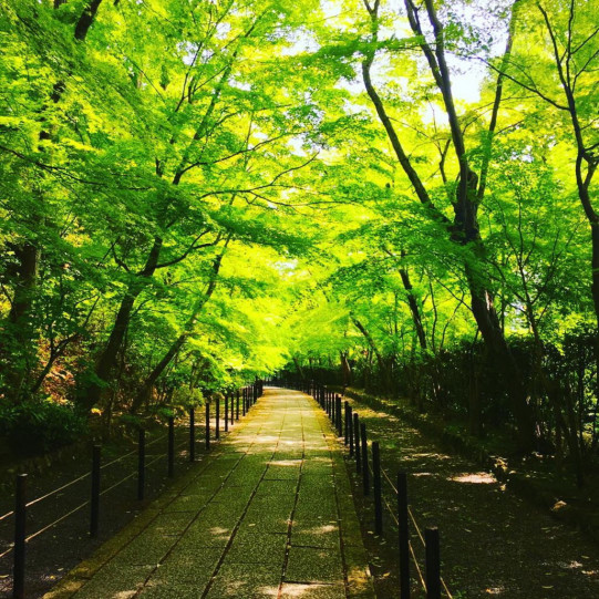 京都観光 長岡京市 新緑の絶景 青もみじ お立ち寄りグルメ いいねフォトコン活用術 Sense Nagaokakyo 長岡京市のサブサイト