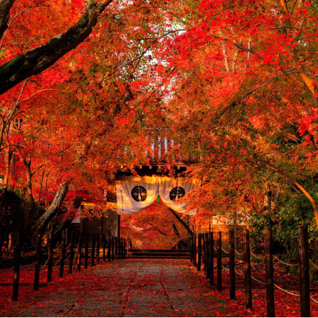 京都 長岡京の紅葉情報 ライトアップも 楊谷寺 長岡天満宮 Sense Nagaokakyo 長岡京市のサブサイト