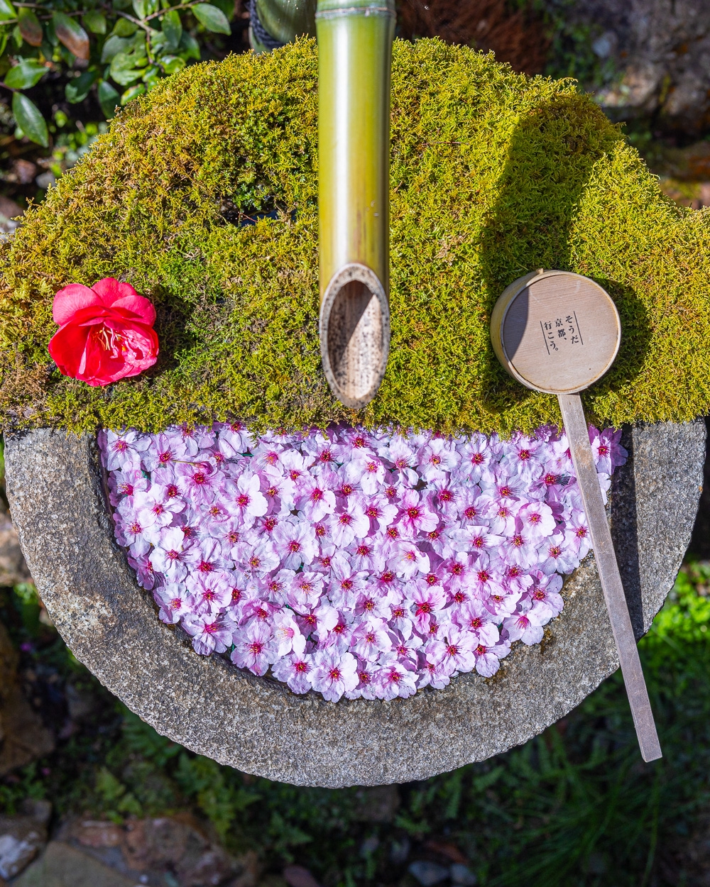 お花見 江戸川区のお花見スポット！桜名所から穴場スポットまで10選