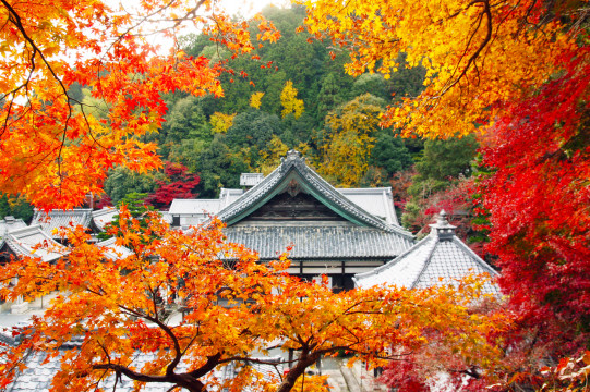 京都 長岡京の紅葉情報 ライトアップも 楊谷寺 長岡天満宮 Sense Nagaokakyo 長岡京市のサブサイト