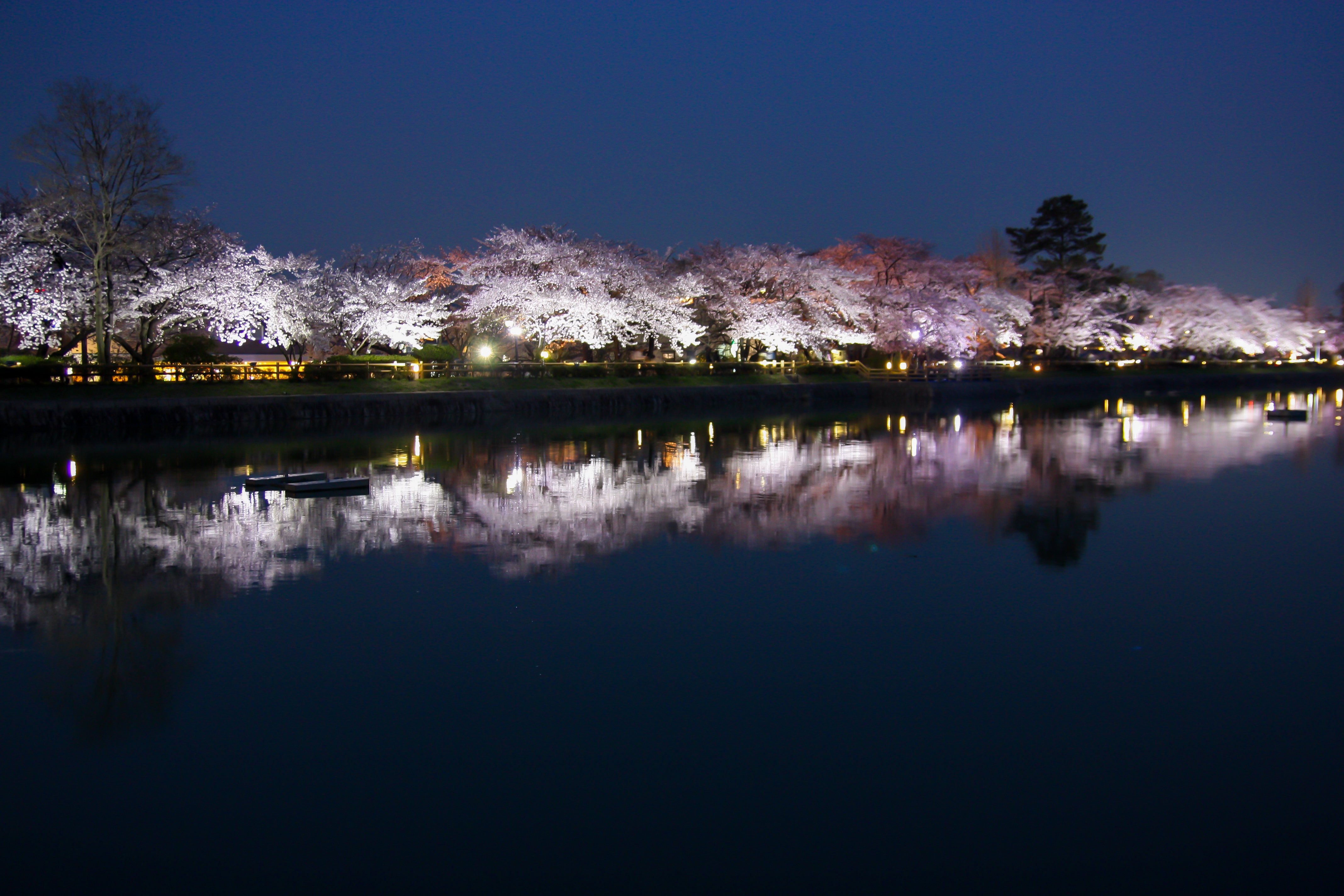 長岡京・桜ライトアップ2018】鏡の世界に浮かぶロマンチックな桜並木に 