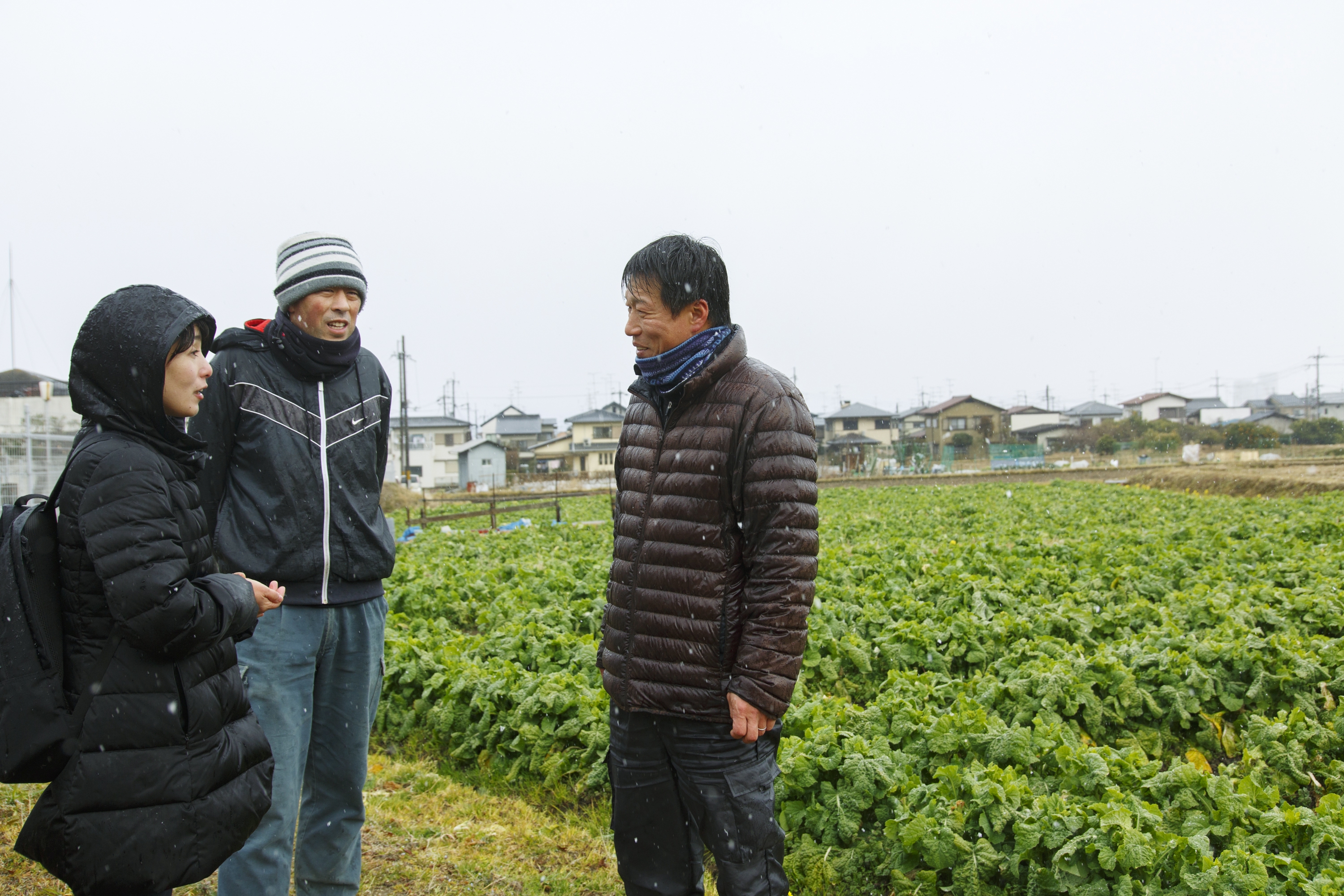 今が旬！長岡京の特産品「花菜（はなな）」 農家さんを訪ねてみた