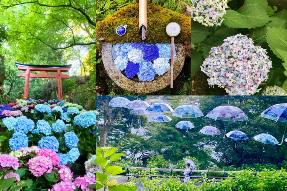 あじさいウイーク2023】京都屈指の“アジサイ絶景”を求めて?柳谷観音 