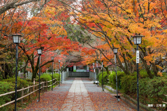 写真家 三宅徹さんが案内する細川家ゆかりの紅葉スポット Sense Nagaokakyo 長岡京市のサブサイト