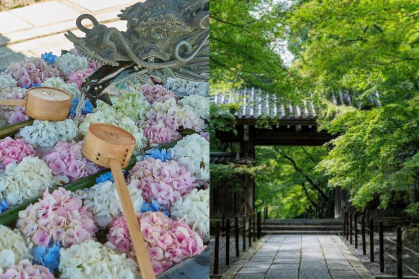 2026年】京都の初夏を彩る青もみじ＆あじさいの名所で御朱印めぐり