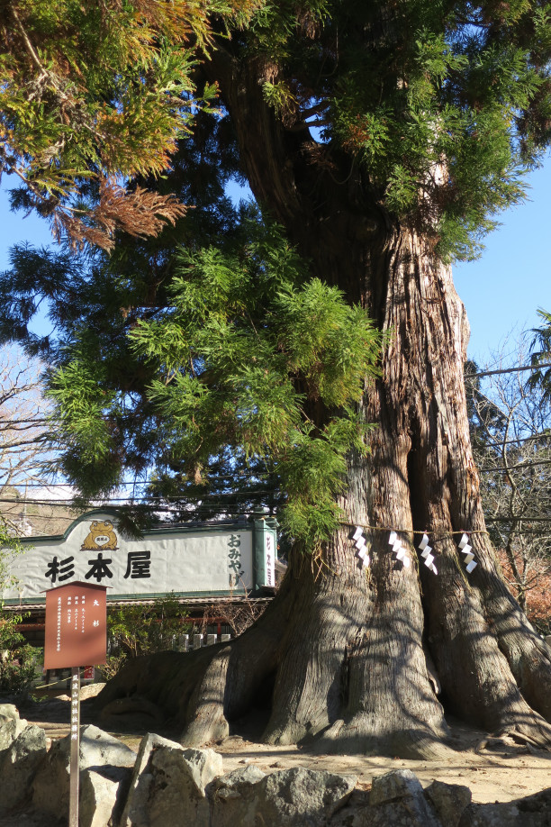 関東平野が一望できるパワースポット 筑波山神社の御神木が凄かった Lutra Lutra Climb Park