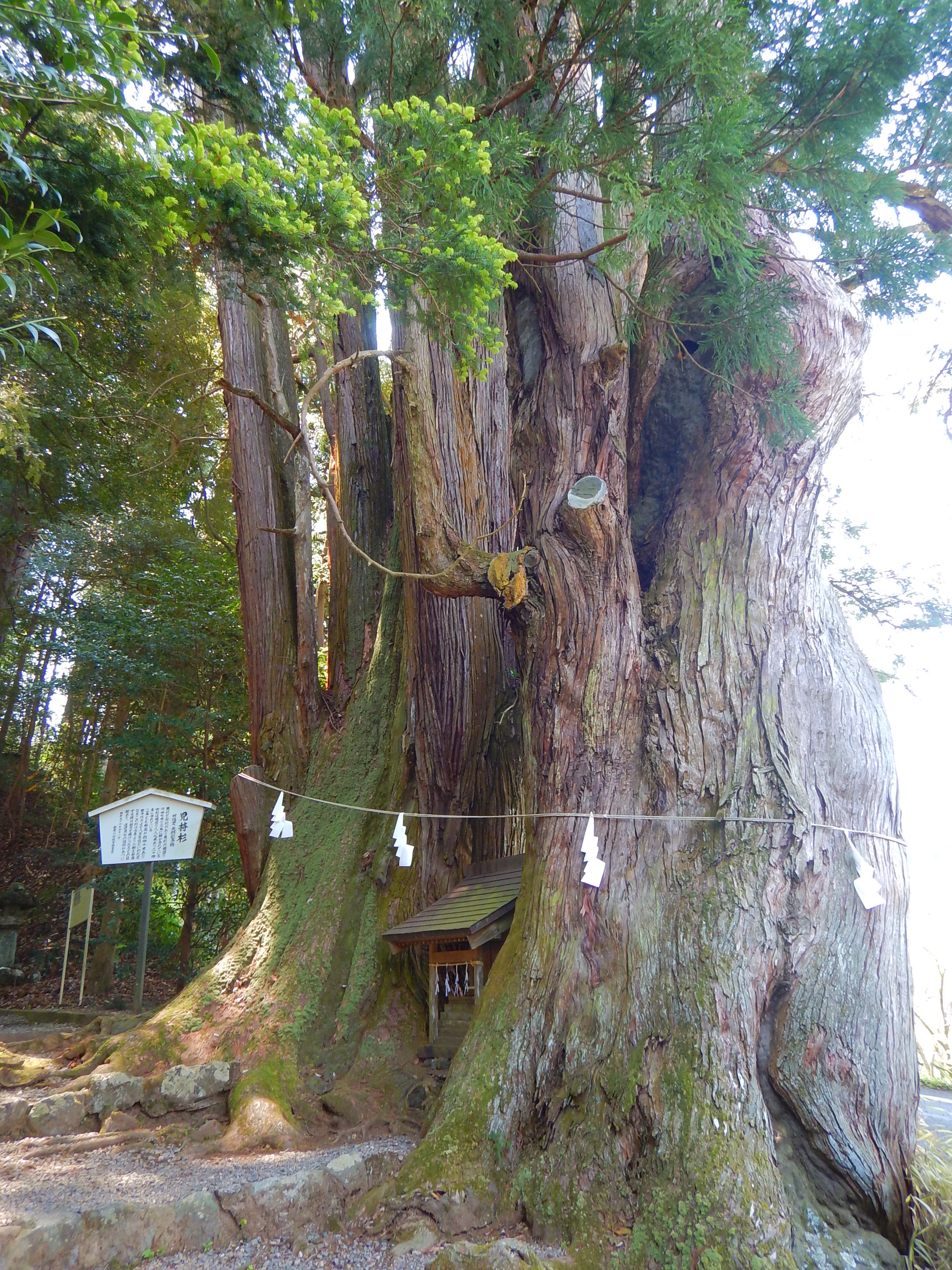 樹齢1000年超え】ときがわの巨木めぐり🌳 | Lutra Lutra climb park