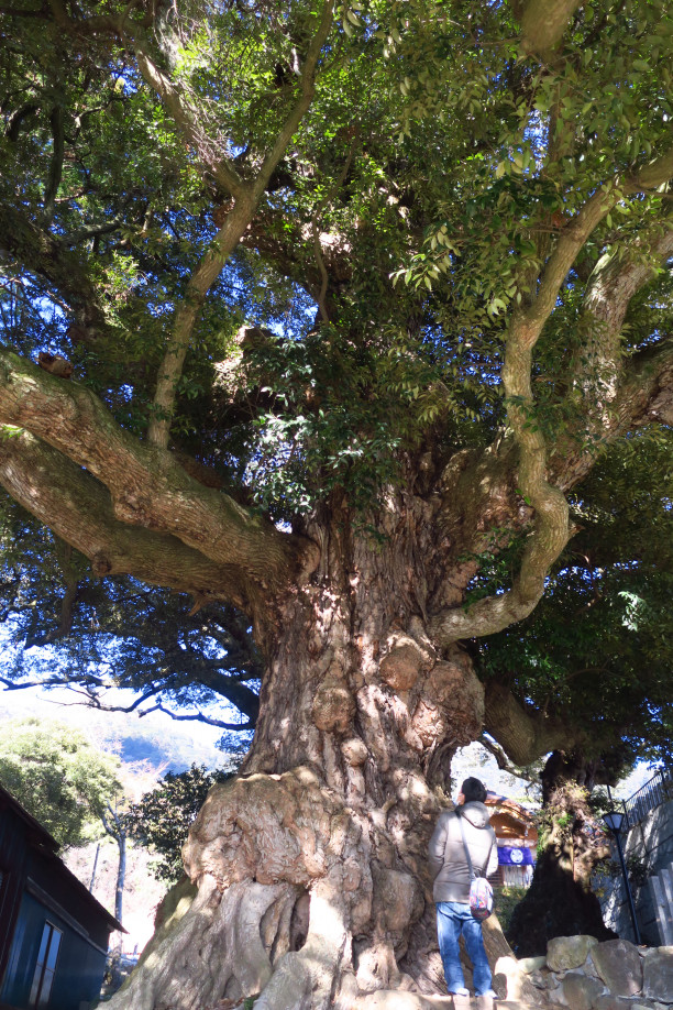 関東平野が一望できるパワースポット 筑波山神社の御神木が凄かった Lutra Lutra Climb Park