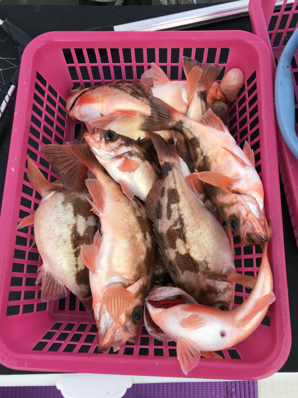 気まぐれ柳ハチメ ひまわり船長のブログ