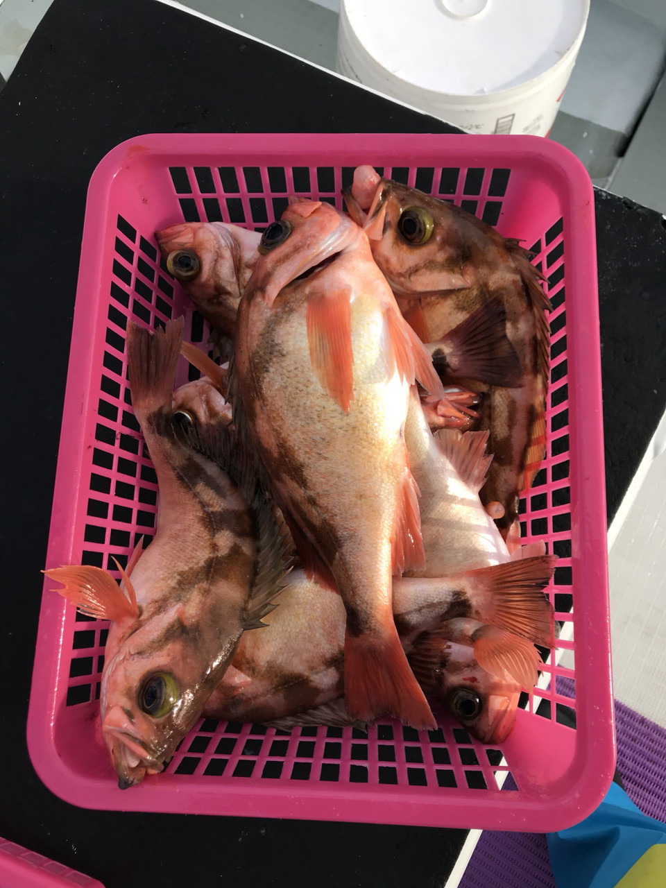 気まぐれ柳ハチメ ひまわり船長のブログ