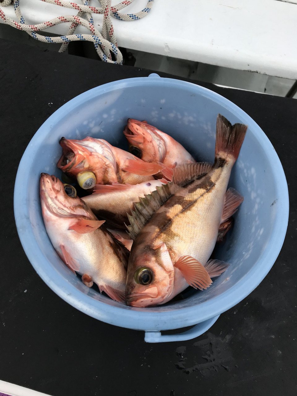 気まぐれ柳ハチメ ひまわり船長のブログ