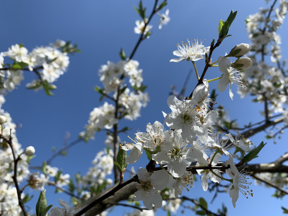 スモモの花 Divine Seeds