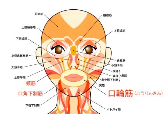 アンブシュア 口の形 について オーボエの練習ノート