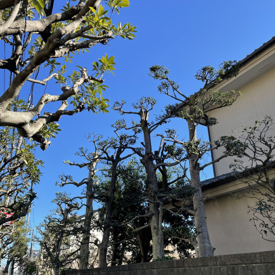 剪定 モチの木 Irodori Garden 剪定 モチの木 Irodori Garden