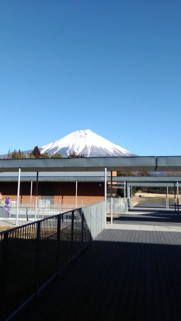 動物発達行動学実習 盲導犬協会 麻布大学 獣医学部 動物応用科学科