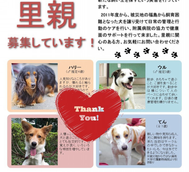 保護犬の譲渡が全て決まりました 麻布大学 獣医学部 動物応用科学科