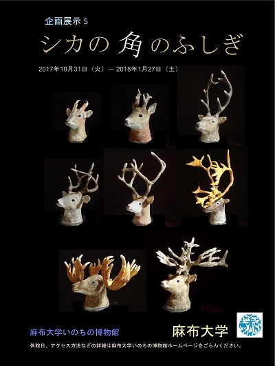 シカの角、鹿のツノ | 麻布大学 獣医学部 動物応用科学科 