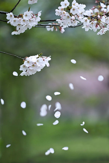 散る桜残る桜も散る桜 砕け散ったプライドを拾い集めて