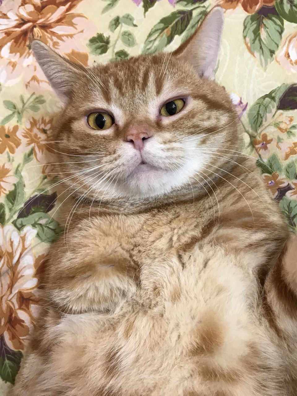 2 11キャットショーでチャンピオンを取りました Cattery Tsubomi アメリカンショートヘア専門ブリーダー 2 11キャットショーでチャンピオンを取りました Cattery Tsubomi アメリカンショートヘア専門ブリーダー