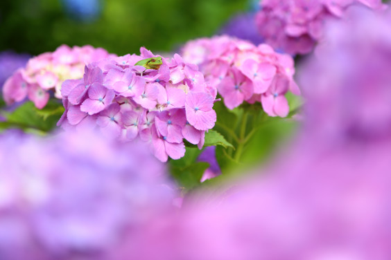 棚田と紫陽花 カフェ野の花 Kagoshima Cafe Guide